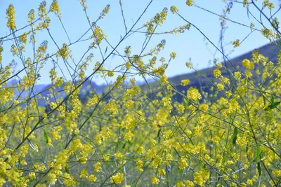 DSC_6127 (Large).JPG